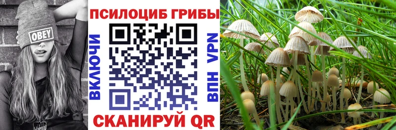 магазин Нерчинск Псилоцибиновые грибы Cubensis